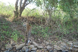 Media Note: New Video Shows Reduction in Leopard/Human Conflict in Mumbai’s Sanjay Gandhi National Park